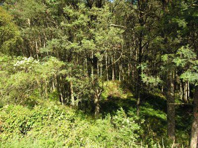 Huon Highway, Surges Bay