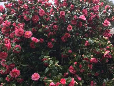 32 L L Road, Officer