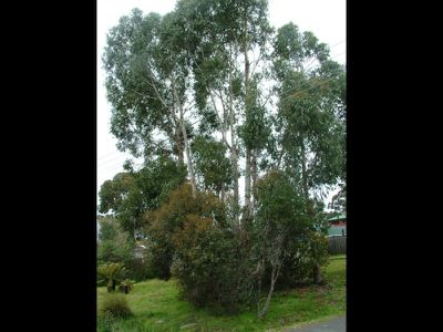 11 Caldwell Avenue, Verona Sands