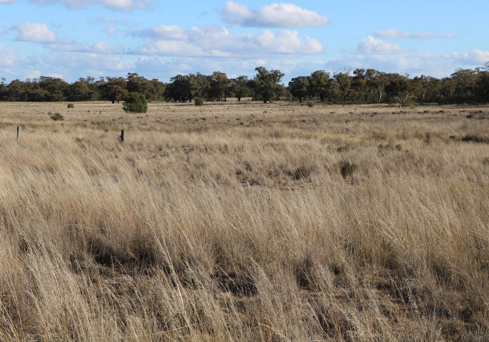 Back Trundle Road, Parkes