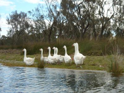 55 / 308 Great Eastern Highway, Ascot