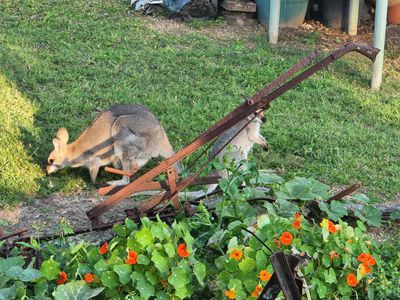 474 Whelan Road, Bollier