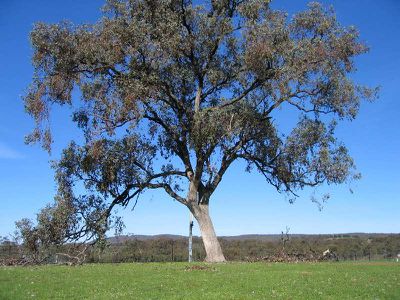 LOT 4 O'BRIENS COURT, Heathcote