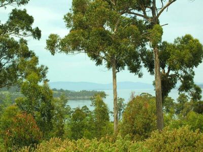 Cygnet Coast Road, Petcheys Bay