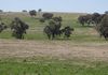 * Boomey Stud Shades Creek Block - Euchareena Road, Molong