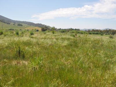 961 Yackandandah - Wodonga Road, Staghorn Flat