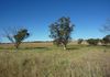 Lot 4, 161 Whiteleys Road, Molong