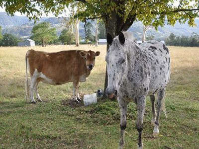 2168 Moss Vale Rd, Kangaroo Valley