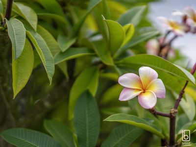 53 Charmhaven Avenue, Charmhaven