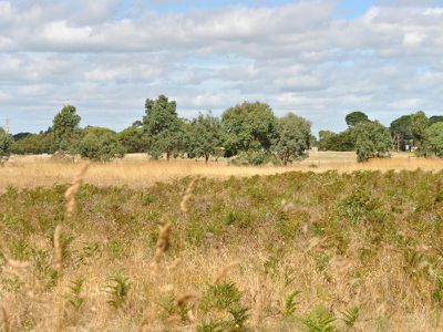 Lot 52, Wattle Road, Millicent