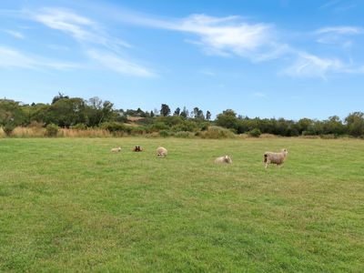 15 Sinclair Avenue, Nightcaps