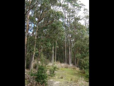 Tobys Hill Road, Cygnet
