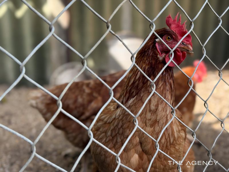 2 Little Rush Close, South Lake