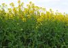155 Claypans Road, Copeville
