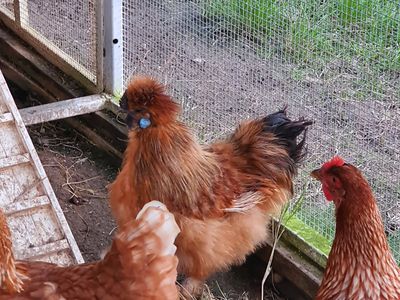 10 Wust Road, Cooroy