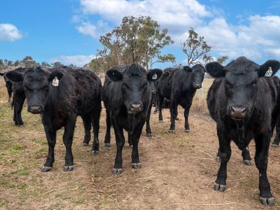 Lot Plain View Aggregation, 916 Emmaville Road, Glen Innes