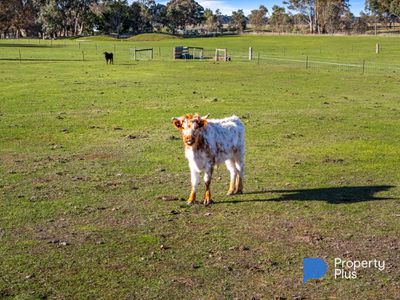 20 Kayes Road, Craigie