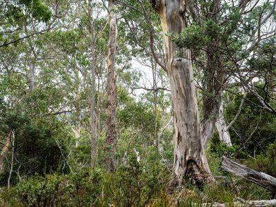 'Hardings Bay Retreat', Lake Leake Road, Lake Leake
