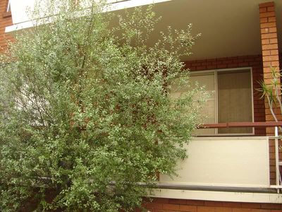 3 / 42 President Ave, Kogarah