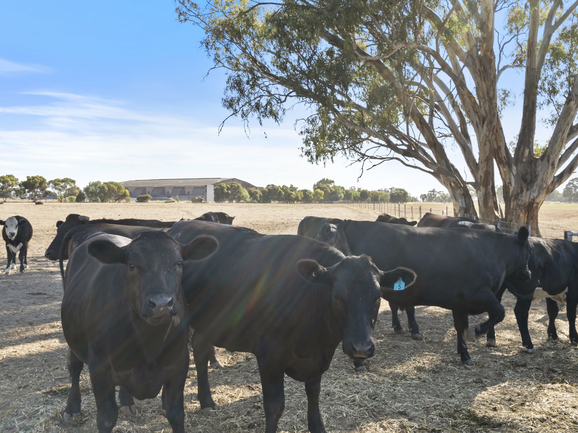 Lot 63, McCullochs Road, Tocumwal