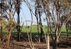 Lot 566 Coolgardie Esperance Highway, Salmon Gums