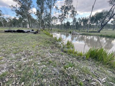 Wattle Camp