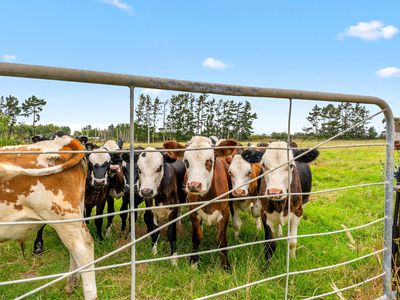 331 South Head Road, South Head, Helensville