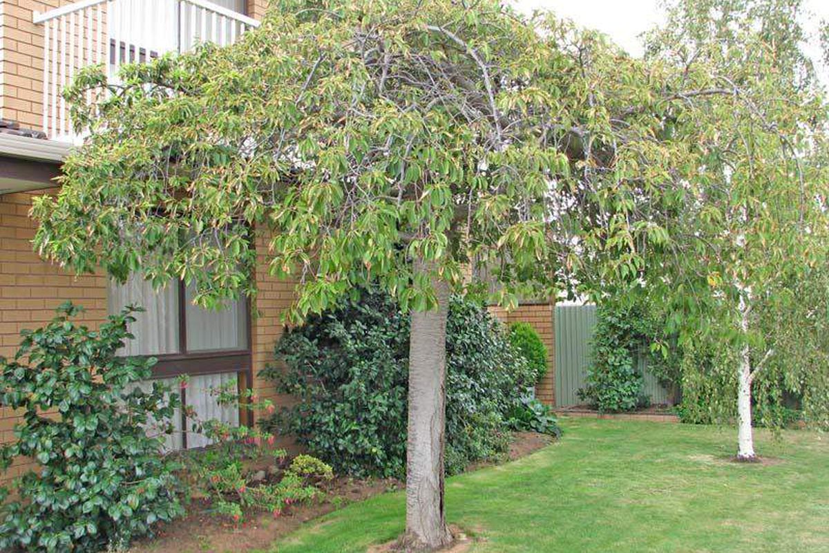 30 Bond Street, Kyabram