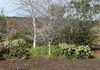 915 Forest Road, Orange