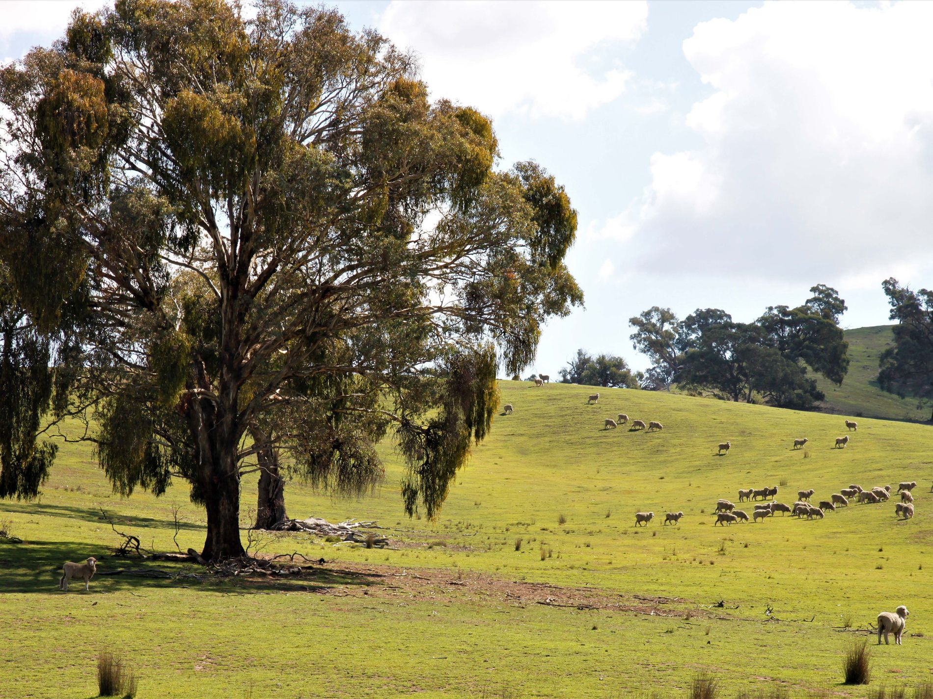 Tillararra, Boorowa LAWD