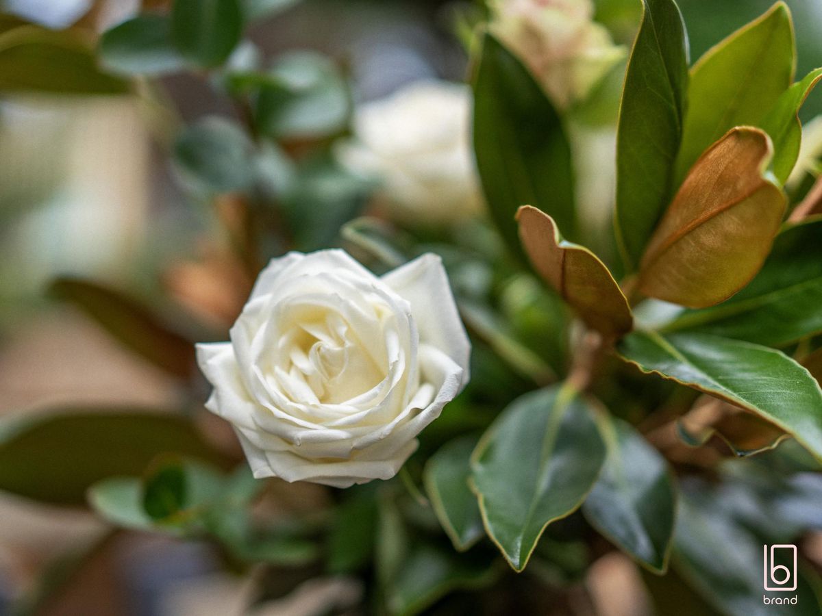 17 Bayberry Avenue, Woongarrah