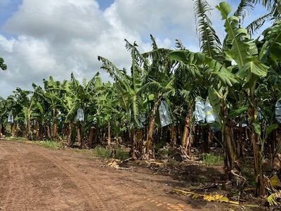 94 SOUTH JOHNSTONE ROAD, Boogan