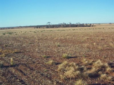 3282 / Rabbit Proof Fence, Burracoppin