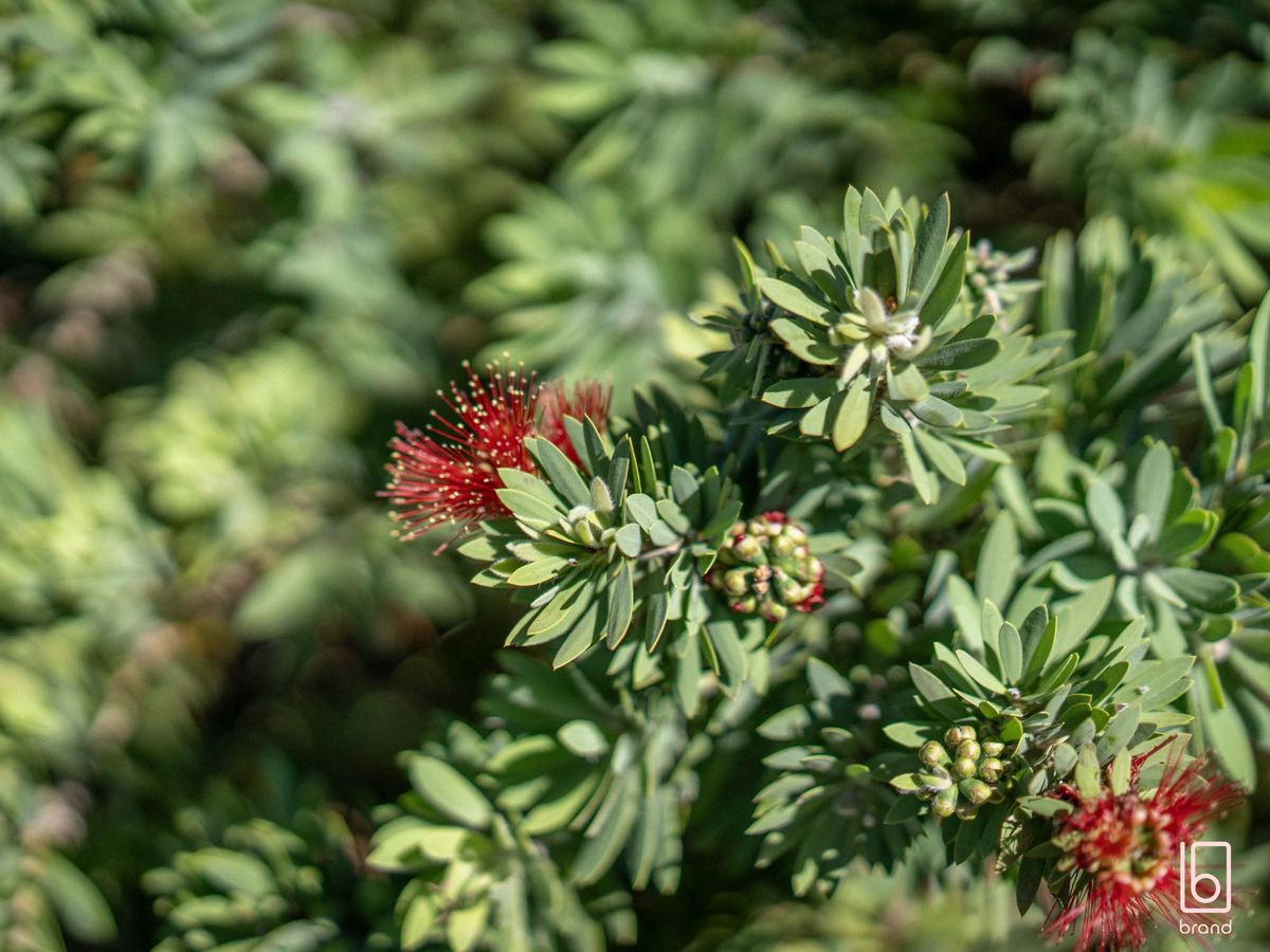 8 Oakmont Place, Woongarrah