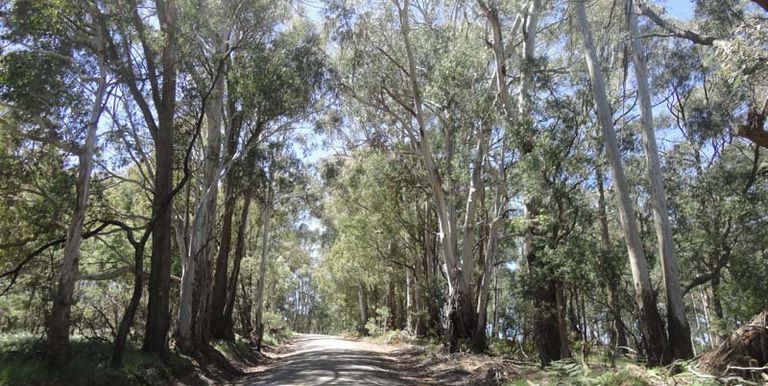 Watkins Road, Strathbogie