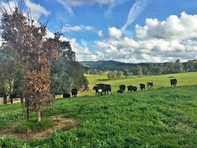 Lot 28 Back Creek Road, Yackandandah
