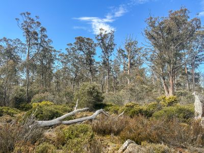 331L Arthurs Lake Road, Arthurs Lake