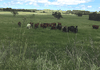 Eurimbla Road, Cumnock