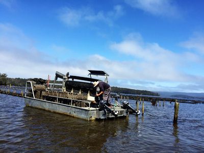 100 Cockle Creek Road, Recherche