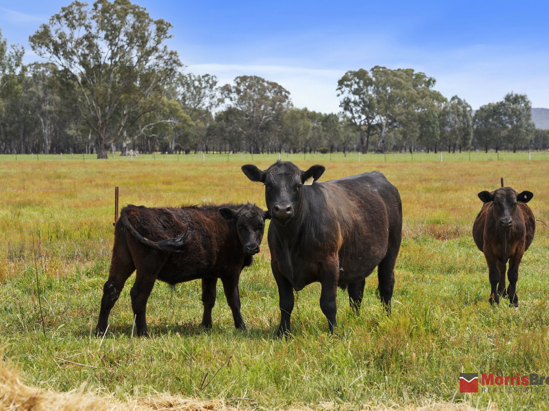 568 Snow Road, Laceby