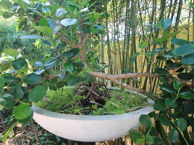 3 Somerville Street, Arncliffe