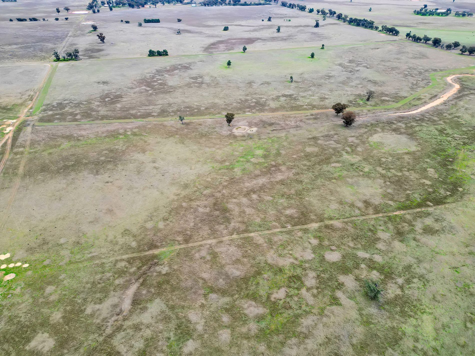 1111 Newell Highway, Wyalong Quade Moncrieff Livestock & Property