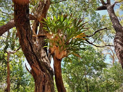 1105 Mount Amos Road, Cooktown