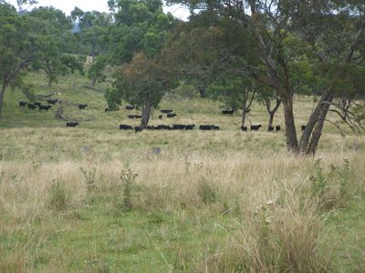 Torrington Road, Emmaville