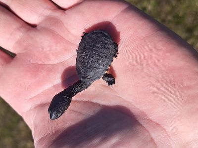 9635 SOUTHERN PORTS HIGHWAY, Beachport