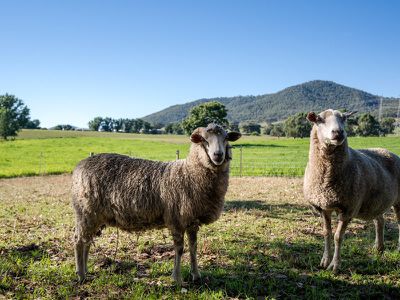 1454 Yackandandah-Dederang Road, Dederang