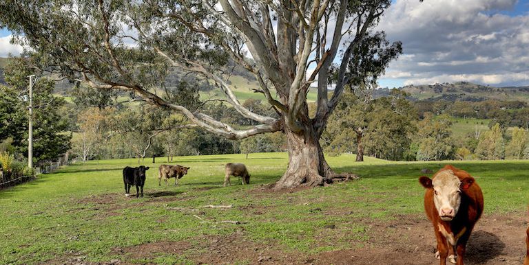 1751 Euroa Mansfield Road, Euroa