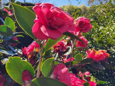 21 Sullivan Rd, Burradoo