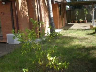 4 / 899 PUNCHBOWL ROAD, Punchbowl