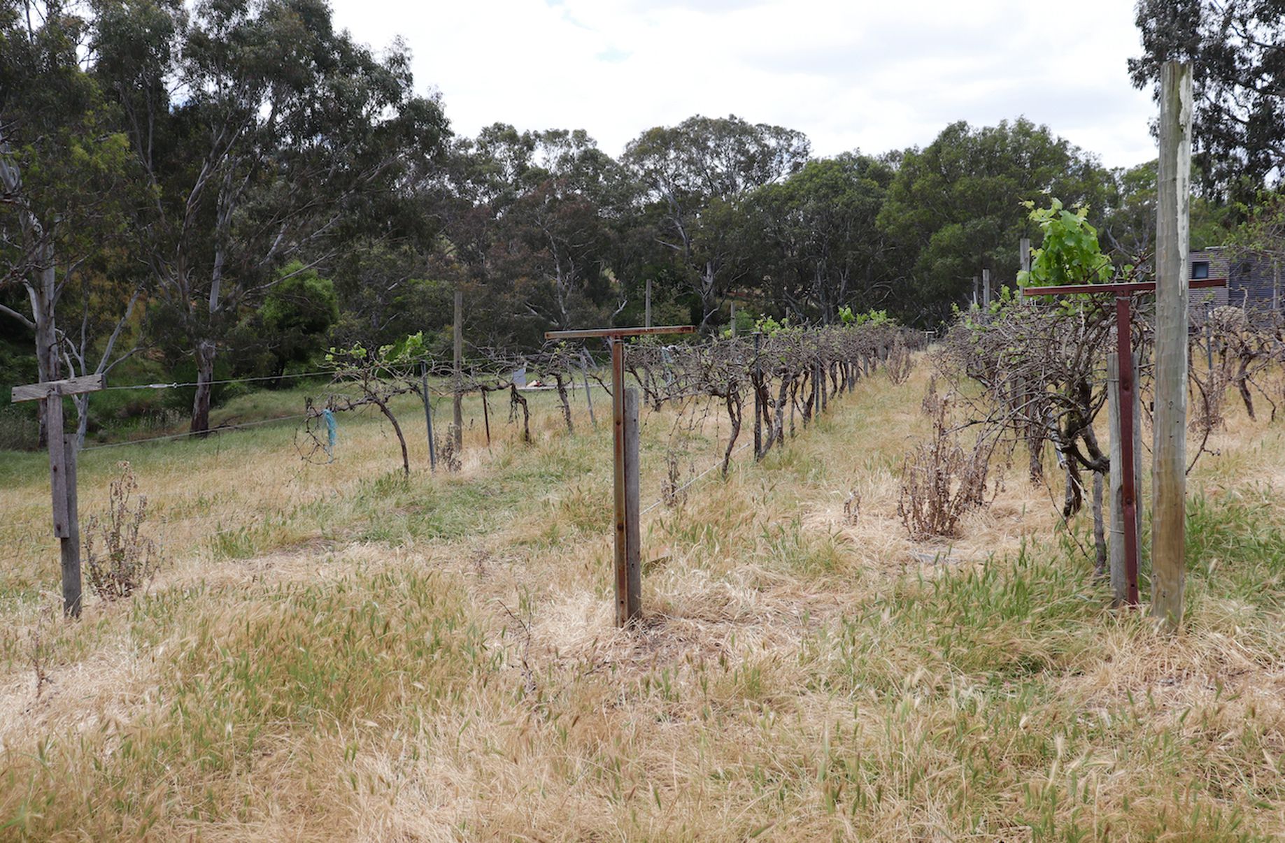 Lot 10, Cambridge Street, Inverleigh